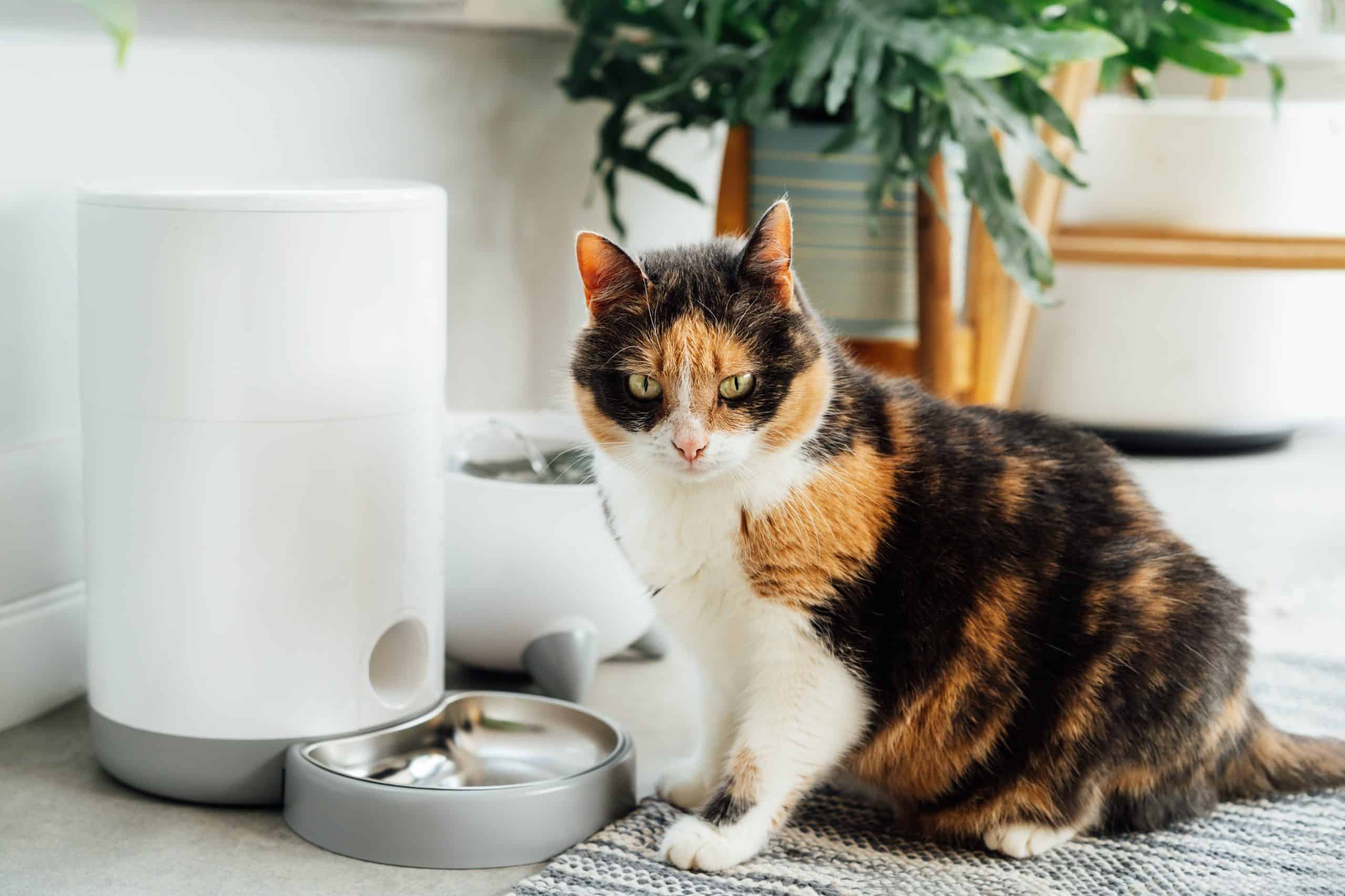 Fontaines à Eau pour Chats Les Meilleures Options pour Votre Chat